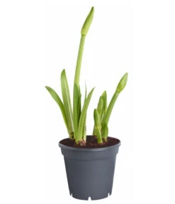 Amaryllis - Hippeastrum-Hybride 'Multiflower' -Compo Verkaufsgeschäft 8201535 PR FS 001 HippeastrumAmaryllisT17Multiflora4ZwiebelnOhneBlueteDehnerExpressZS