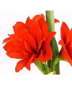 Gefüllte Amaryllis - Hippeastrum, Verschiedene Farben -Compo Verkaufsgeschäft 8201600 we DE 010 AmaryllisHippeastrumMultifloraRittersternT17DehnerExpressHerzig