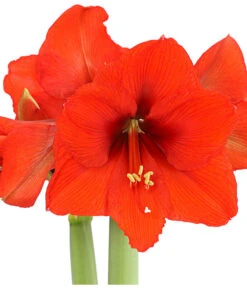 Amaryllis - Hippeastrum 'Superzwiebel' -Compo Verkaufsgeschäft 8201618 PR DE 001 AmaryllisHippeastrumRittersternSuperzwiebelT17DehnerExpressHerzig