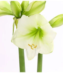 Amaryllis - Hippeastrum 'Superzwiebel' -Compo Verkaufsgeschäft 8201618 PR DE 002 AmaryllisHippeastrumRittersternSuperzwiebelT17DehnerExpressHerzig