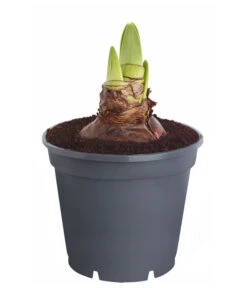 Amaryllis - Hippeastrum 'Superzwiebel' -Compo Verkaufsgeschäft 8201618 PR FS 001 HippeastrumAmaryllisSuperzwiebelT17OhneBlueteDehnerExpressZS