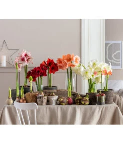 Amaryllis - Hippeastrum 'Superzwiebel' -Compo Verkaufsgeschäft 8201618 WE MO 001 Amaryllis BestOfAmaryllis