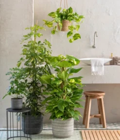 Dehner Seegras-Ampel Igmar -Compo Verkaufsgeschäft 820183 WE MO 001 ScheffleraAboricolaT21