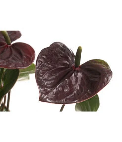 Flamingoblume - Anthurium Andreanum 'Brown Giant' -Compo Verkaufsgeschäft 8201931 PR DE 001 AnthurieGiantChocolatBraunT14DehnerExpressHerzig
