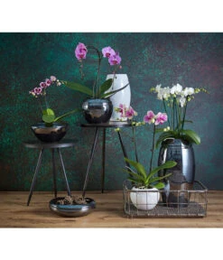 Schmetterlingsorchidee - Phalaenopsis Cultivars -Compo Verkaufsgeschäft 8203242 8207201 PR MO 002KERAMIKSERIE ORCHIDEEN