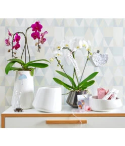 Schmetterlingsorchidee - Phalaenopsis Cultivars 'Umbrella', Verschiedene Sorten -Compo Verkaufsgeschäft 8203242 8280505 PR MO 001 SchmetterlingsorchideePhalaenopsisUmbrellaUveSauer