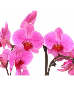 Schmetterlingsorchidee - Phalaenopsis Cultivars 'Umbrella', Verschiedene Sorten -Compo Verkaufsgeschäft 8203242 WE DE 001 SchmetterlingsorchideePhalaenopsisUmbrellaT12