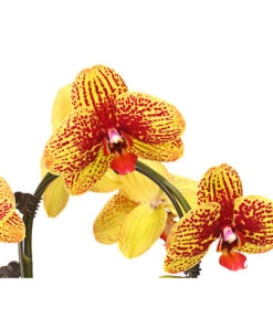 Schmetterlingsorchidee - Phalaenopsis Cultivars 'Umbrella', Verschiedene Sorten -Compo Verkaufsgeschäft 8203242 WE DE 002 SchmetterlingsorchideePhalaenopsisUmbrellaT12DehnerExpressHerzig