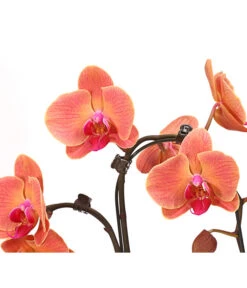 Schmetterlingsorchidee - Phalaenopsis Cultivars 'Umbrella', Verschiedene Sorten -Compo Verkaufsgeschäft 8203242 WE DE 003 SchmetterlingsorchideePhalaenopsisUmbrellaT12DehnerExpressHerzig