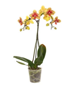 Schmetterlingsorchidee - Phalaenopsis Cultivars 'Umbrella', Verschiedene Sorten -Compo Verkaufsgeschäft 8203242 WE FS 002 SchmetterlingsorchideePhalaenopsisUmbrellaT12DehnerExpressHerzig