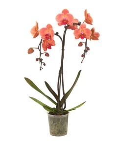 Schmetterlingsorchidee - Phalaenopsis Cultivars 'Umbrella', Verschiedene Sorten -Compo Verkaufsgeschäft 8203242 WE FS 003 SchmetterlingsorchideePhalaenopsisUmbrellaT12DehnerExpressHerzig