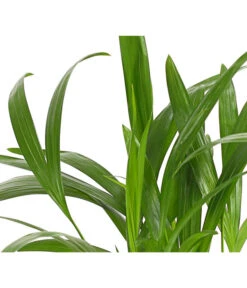 Goldfruchtpalme - Dypsis Lutescens -Compo Verkaufsgeschäft 8203572 WE DE 001 GoldfruchtpalmeChrysalidocarpusArecaT9DehnerExpressHerzig