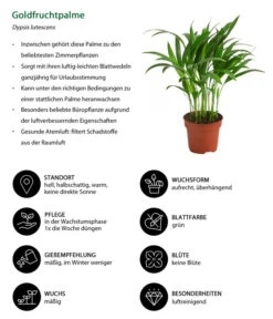 Goldfruchtpalme - Dypsis Lutescens -Compo Verkaufsgeschäft 8203580 WE IG 001 GoldfruchtpalmeDypsisLutesens