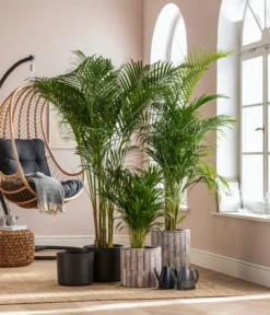 Dehner Holz-Übertopf Luna, Rund, Hellbraun -Compo Verkaufsgeschäft 8203598 WE MO 001 DypsisLutescensT19 GC01 2022