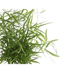 Zierspargel - Asparagus Cultivars, Verschiedene Sorten -Compo Verkaufsgeschäft 8203838 WE DE 001 ZierspargelAsparagusCultivars