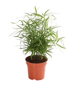 Zierspargel - Asparagus Cultivars, Verschiedene Sorten