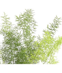 Zierspargel - Asparagus Cultivars, Verschiedene Sorten -Compo Verkaufsgeschäft 8203838 WE FS 003 ZierspargelAsparagusCultivars