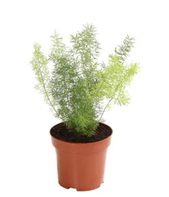 Zierspargel - Asparagus Cultivars, Verschiedene Sorten -Compo Verkaufsgeschäft 8203838 WE FS 003 ZierspargelAsparagusCultivarsT12DehnerExpressHerzig