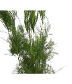 Zierspargel - Asparagus Cultivars, Verschiedene Sorten -Compo Verkaufsgeschäft 8203838 WE FS 004 ZierspargelAsparagusCultivars