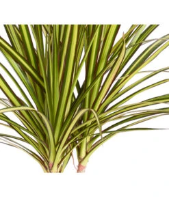 Drachenbaum - Dracaena Marginata 'Sunray' -Compo Verkaufsgeschäft 8204562 PR DE 001 DracaenaSunrayDehnerZS