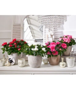 Zimmerazalee - Rhododendron Simsii -Compo Verkaufsgeschäft 8205106 8205221 8205148 8205163 PR MO 001 AzaleenAzaleaT12UveSauer