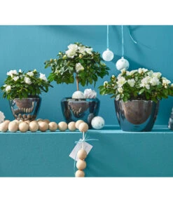 Zimmerazalee - Rhododendron Simsii, Busch -Compo Verkaufsgeschäft 8205148 8205171 8205379 82005148 PR MO 020 AzaleenAzaleaT12UveSauer