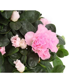 Zimmerazalee - Rhododendron Simsii -Compo Verkaufsgeschäft 8205163 WE DE 001 AzaleeAzaleaRosaT12DehnerExpressHerzig