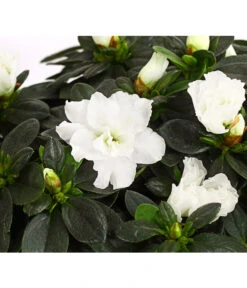 Zimmerazalee - Rhododendron Simsii, Busch -Compo Verkaufsgeschäft 8205379 WE DE 001 AzaleeAzaleaBuschMixT14DehnerExpressHerzigOW