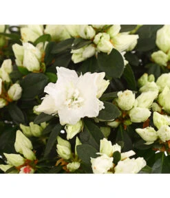 Zimmerazalee - Rhododendron Simsii, Busch -Compo Verkaufsgeschäft 8205379 WE DE 001 AzaleeAzaleaBuschT14DehnerExpressHerzigOW