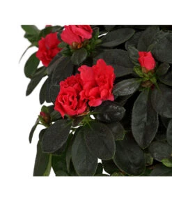 Zimmerazalee - Rhododendron Simsii, Busch -Compo Verkaufsgeschäft 8205379 WE DE 003 AzaleeAzaleaBuschMixT14DehnerExpressHerzigOW