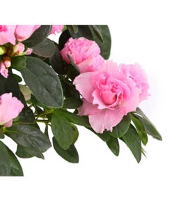 Zimmerazalee - Rhododendron Simsii, Busch -Compo Verkaufsgeschäft 8205379 WE DE 004 AzaleeAzaleaBuschMixT14DehnerExpressHerzigOW