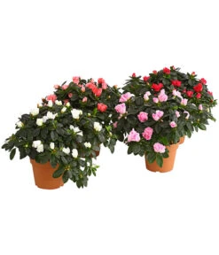 Zimmerazalee - Rhododendron Simsii, Busch