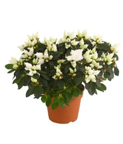 Zimmerazalee - Rhododendron Simsii, Busch -Compo Verkaufsgeschäft 8205379 WE FS 001 AzaleeAzaleaBuschT14DehnerExpressHerzigOW