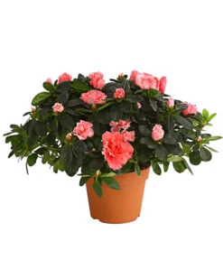 Zimmerazalee - Rhododendron Simsii, Busch -Compo Verkaufsgeschäft 8205379 we FS 002 AzaleeAzaleaBuschMixT14DehnerExpressHerzigOW