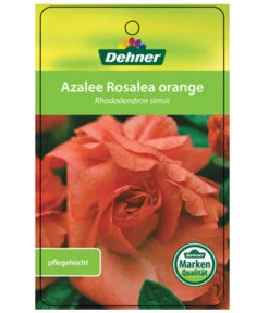Zimmerazalee - Rhododendron Simsii 'Rosalea' -Compo Verkaufsgeschäft 8206021 AzaleeRosaleaOrangeEtikett1