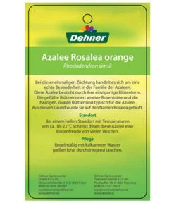 Zimmerazalee - Rhododendron Simsii 'Rosalea' -Compo Verkaufsgeschäft 8206021 AzaleeRosaleaOrangeEtikett2