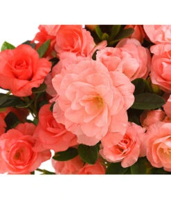 Zimmerazalee - Rhododendron Simsii 'Rosalea' -Compo Verkaufsgeschäft 8206021 PR DE 001 Azalea RosaleaApricotDehnerExpressHerzig