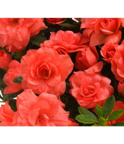 Zimmerazalee - Rhododendron Simsii 'Rosalea' -Compo Verkaufsgeschäft 8206021 PR DE 001 AzaleeAzaleaRosaleaOrangeDehnerExpressHerzig