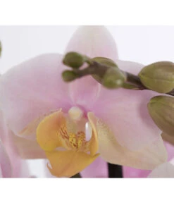 Schmetterlingsorchidee - Phalaenopsis Cultivars -Compo Verkaufsgeschäft 8207201 PR DE 001 PHalaenopsis2TrieberVerzweigtSortenmixSchmetterlingsorchideeT12DehnerExpressZS