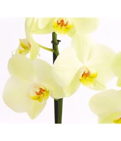 Schmetterlingsorchidee - Phalaenopsis Cultivars -Compo Verkaufsgeschäft 8207201 PR DE 001 SchmetterlingsorchideePhalaenopsis2TrieberVerzweigt25DehnerExpressHerzig