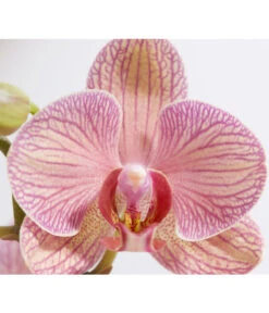Schmetterlingsorchidee - Phalaenopsis Cultivars -Compo Verkaufsgeschäft 8207201 PR DE 002 PHalaenopsis2TrieberVerzweigtSortenmixSchmetterlingsorchideeT12DehnerExpressZS