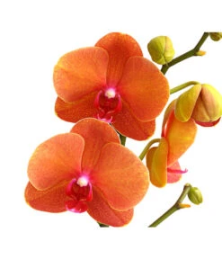 Schmetterlingsorchidee - Phalaenopsis Cultivars -Compo Verkaufsgeschäft 8207201 PR DE 002 SchmetterlingsorchideePhalaenopsis2TrieberVerzweigt25DehnerExpressHerzig