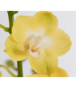 Schmetterlingsorchidee - Phalaenopsis Cultivars -Compo Verkaufsgeschäft 8207201 PR DE 003 PHalaenopsis2TrieberVerzweigtSortenmixSchmetterlingsorchideeT12DehnerExpressZS