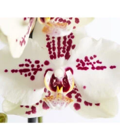 Schmetterlingsorchidee - Phalaenopsis Cultivars 'Cascade', Verschiedene Sorten -Compo Verkaufsgeschäft 8207201 PR DE 004 PHalaenopsis2TrieberVerzweigtSortenmixSchmetterlingsorchideeT12DehnerExpressZS 1