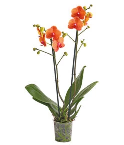 Schmetterlingsorchidee - Phalaenopsis Cultivars -Compo Verkaufsgeschäft 8207201 PR FS 002 SchmetterlingsorchideePhalaenopsis2TrieberVerzweigt25DehnerExpressHerzig