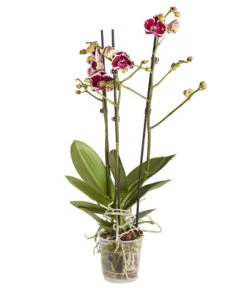 Schmetterlingsorchidee - Phalaenopsis Cultivars -Compo Verkaufsgeschäft 8207201 PR FS 04 PHalaenopsis2TrieberVerzweigtSortenmixSchmetterlingsorchideeT12DehnerExpressZS