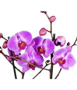 Schmetterlingsorchidee - Phalaenopsis Cultivars -Compo Verkaufsgeschäft 8207201 WE DE 004 SchmetterlingsorchideePhalaenopsis2TrieberVerzweigt25DehnerExpressHerzig
