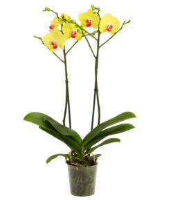 Schmetterlingsorchidee - Phalaenopsis Cultivars -Compo Verkaufsgeschäft 8207201 WE FS 001 Phalaenopsis2TrieberVerzweigt25Dehner