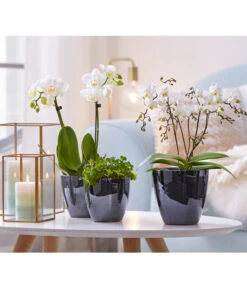 Schmetterlingsorchidee - Phalaenopsis Cultivars 'Wildflower' -Compo Verkaufsgeschäft 8207482 8295297 PR MO 001 Orchideen01BL20