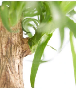 Elefantenfuß - Beaucarnea Recurvata, In Keramik -Compo Verkaufsgeschäft 8207961 PR DE 001 BeaucarneaRecurvataElefantenfussDehnerExpressZS